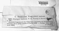 Gloniopsis lantanae image